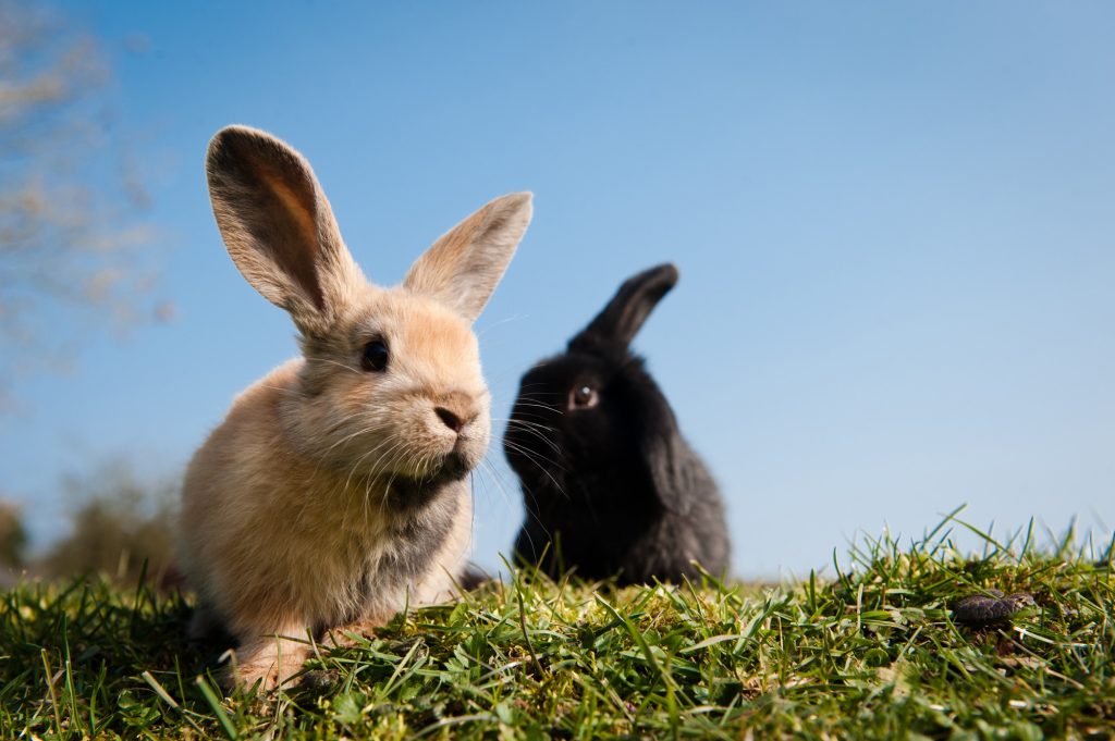 Keeping Rabbits in the UK