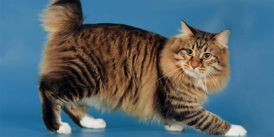 long-haired Manx cat, Cymric Cat