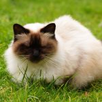 Himalayan_Cat