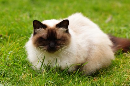 Himalayan_Cat