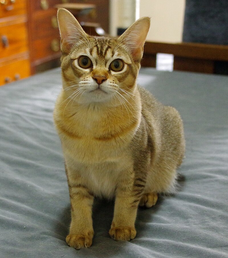 Asian Cat, uk-originated cat breeds