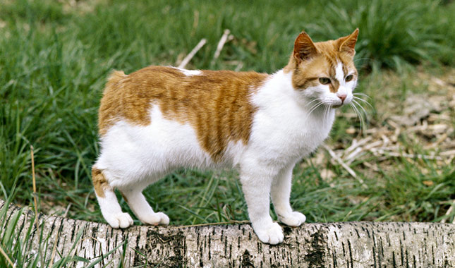 Manx Cat, UK originated