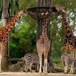 Top 3 Zoos in Melbourne with Discounts and Directions