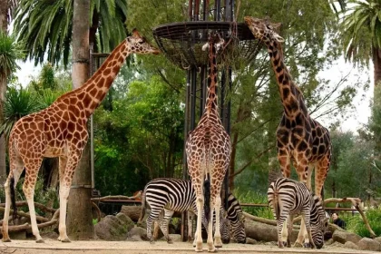 Top 3 Zoos in Melbourne with Discounts and Directions