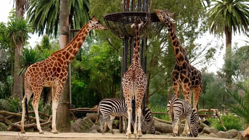 Top 3 Zoos in Melbourne with Discounts and Directions