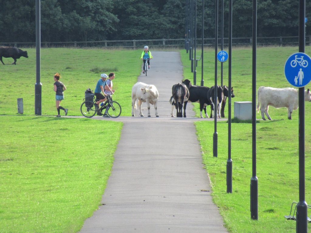 Town Moor near Newcastle city centre