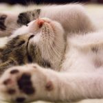 own a pet in the uk
