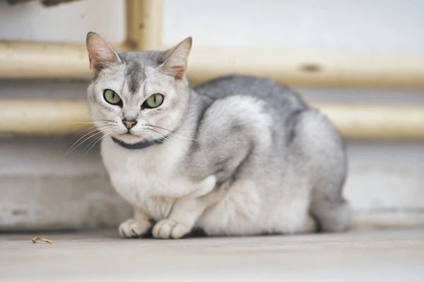 Burmilla Cat, UK originated cats