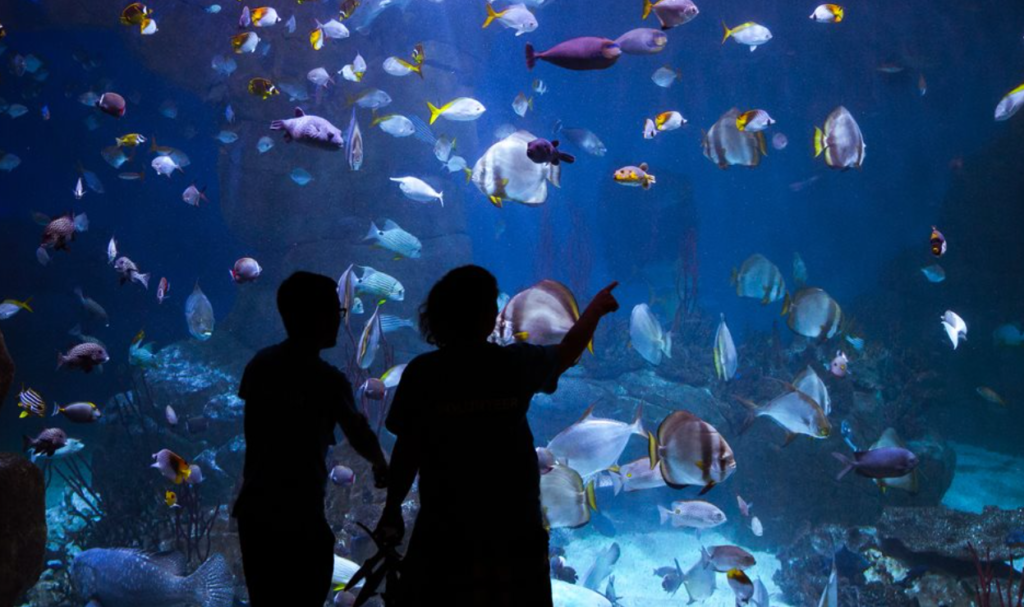 National Marine Aquarium, things to do in plymouth
