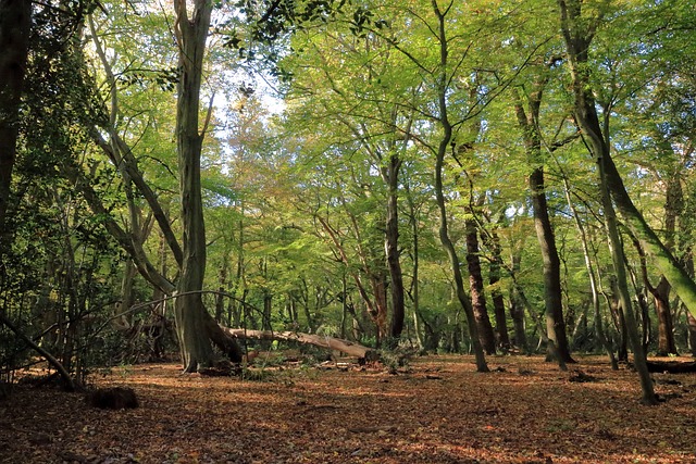 london tour: Epping Forest