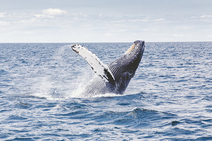 cool experiences in Boston whale watching