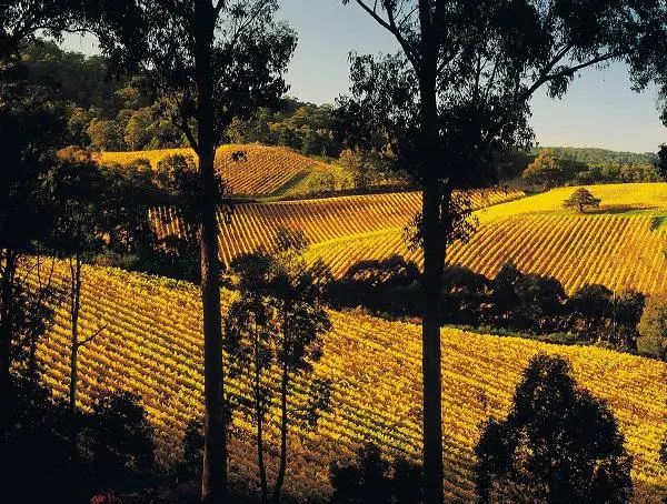 Adelaide Hills Wine