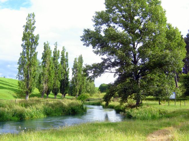 Te Waihou Walkway 