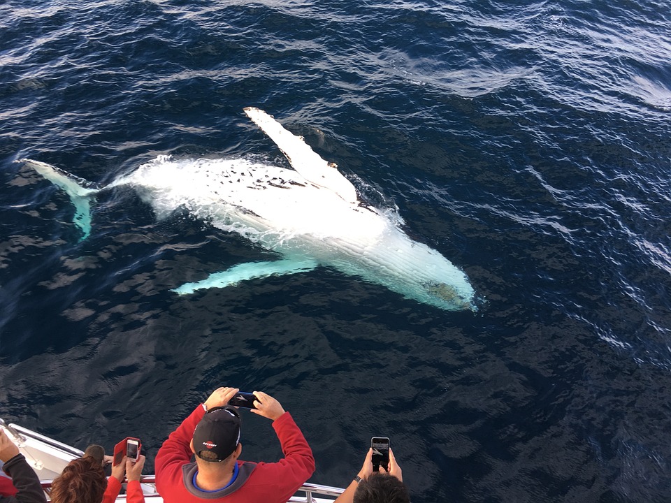 whale-watching-gold-coast