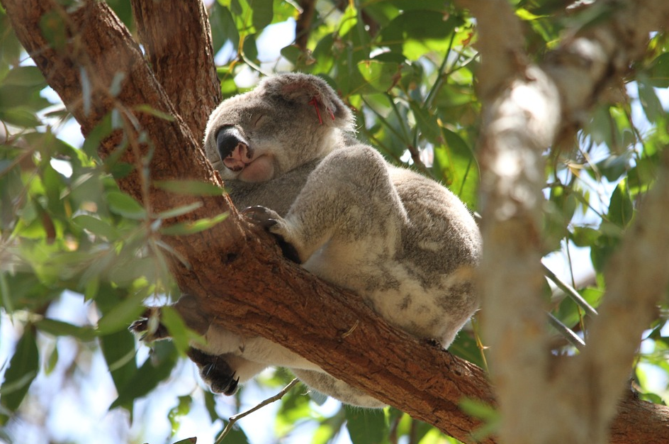 koala