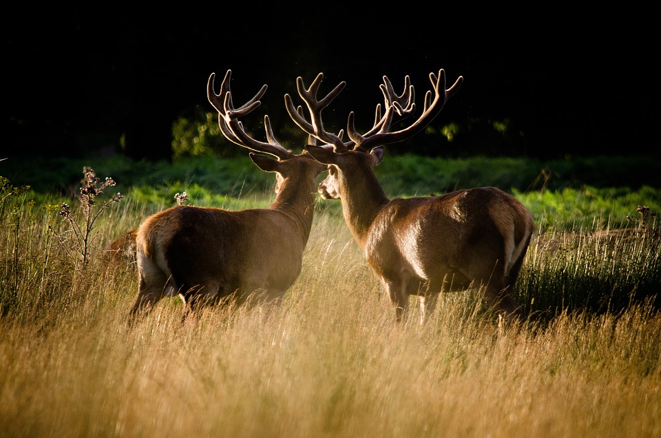 Best Walks in London: Deer in Richmond Park