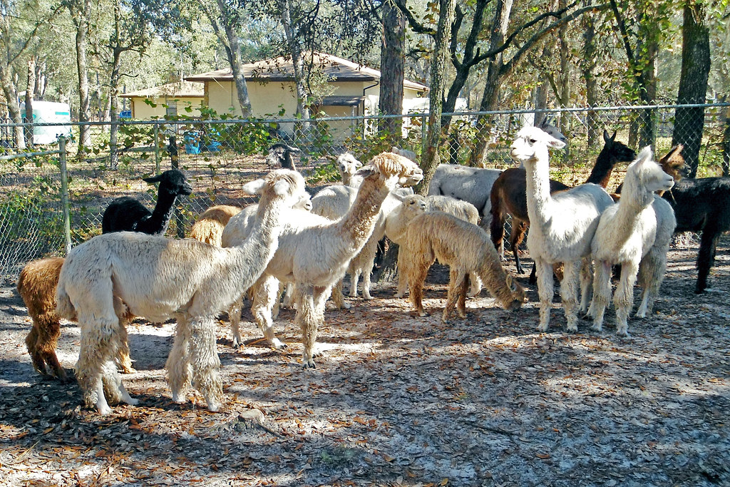 Balnuith Alpacas Farm