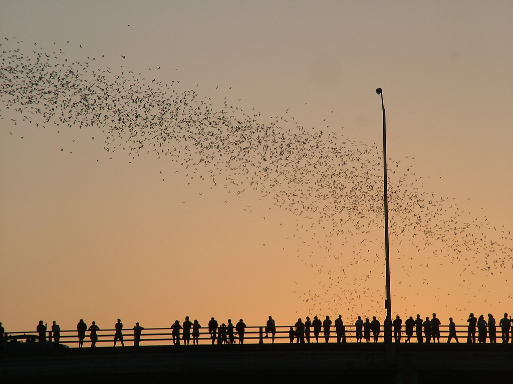 congress-bridge-bats