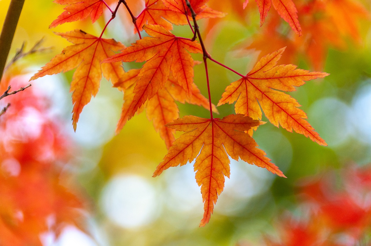 best places to visit in october usa maple leaves