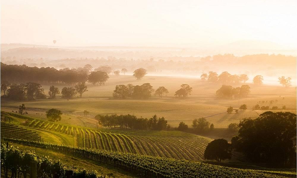 Chamisal Vineyards