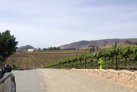 Edna Valley Vineyard