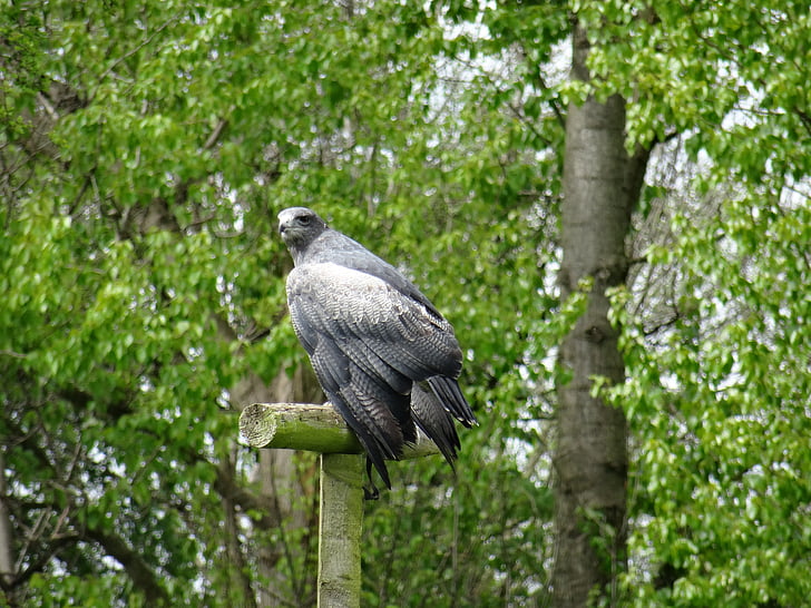 york-bird-of-prey-centre-fast-flyer-preview