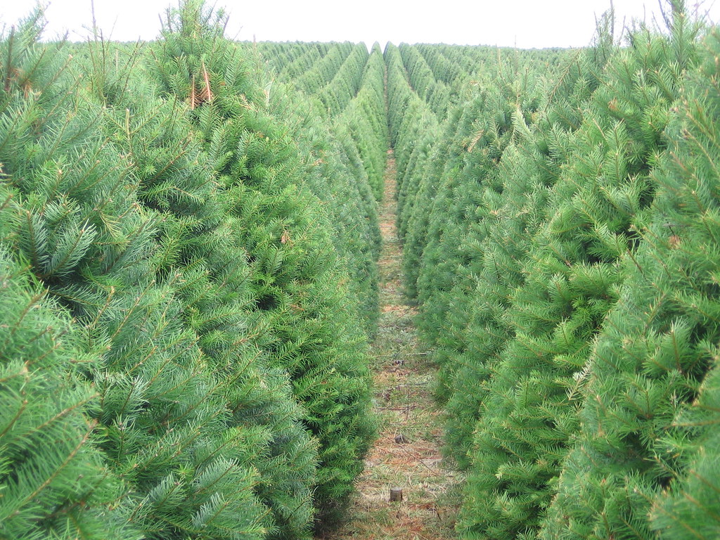 Spring Creek Growers Christmas Tree Farm Opens