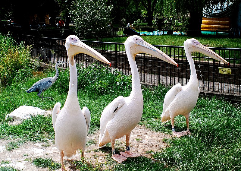 Pelecanus-onocrotalus-London-Zoo