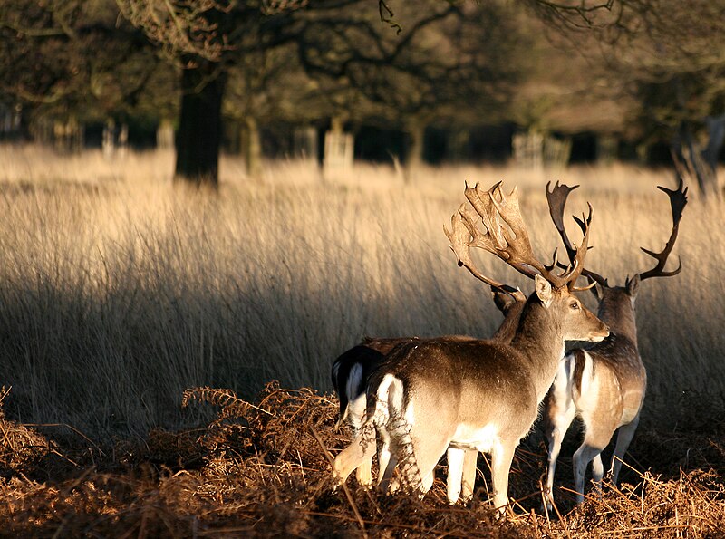 deer-at-Richmond-Park