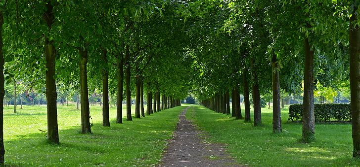 park-avenue-walk-trees-preview