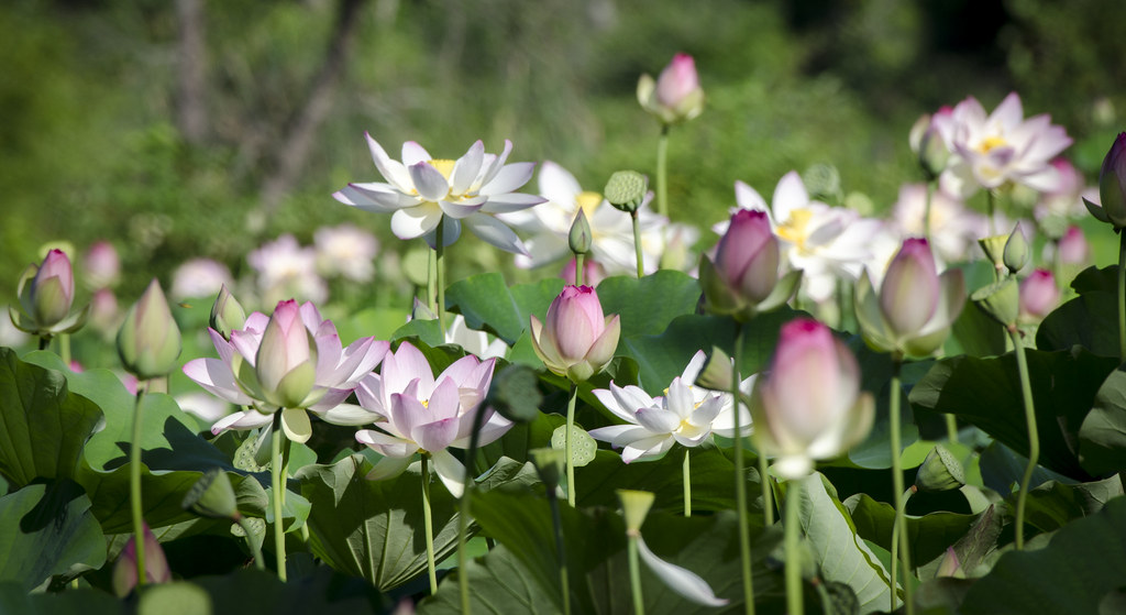 Lotus at Kenilworth Park & Aquatic Gardens