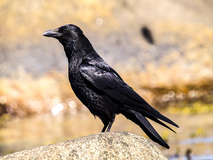 crow-bird