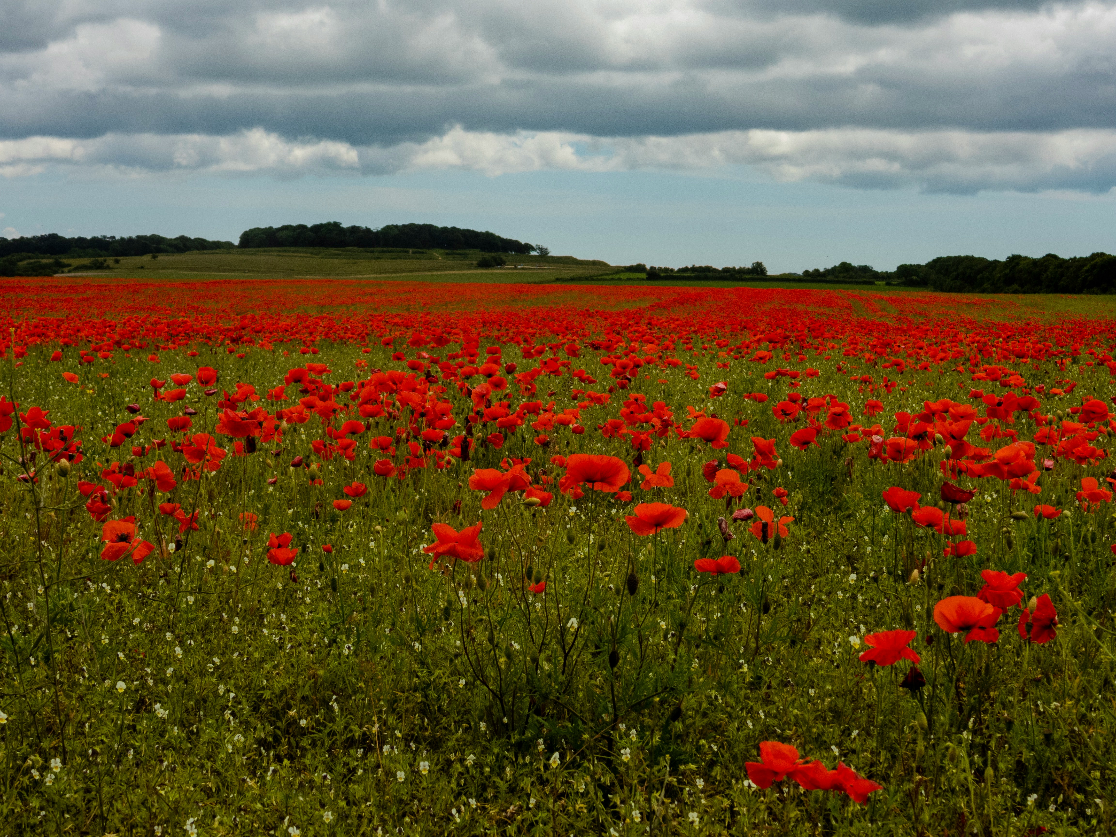flowers blooming on the ground