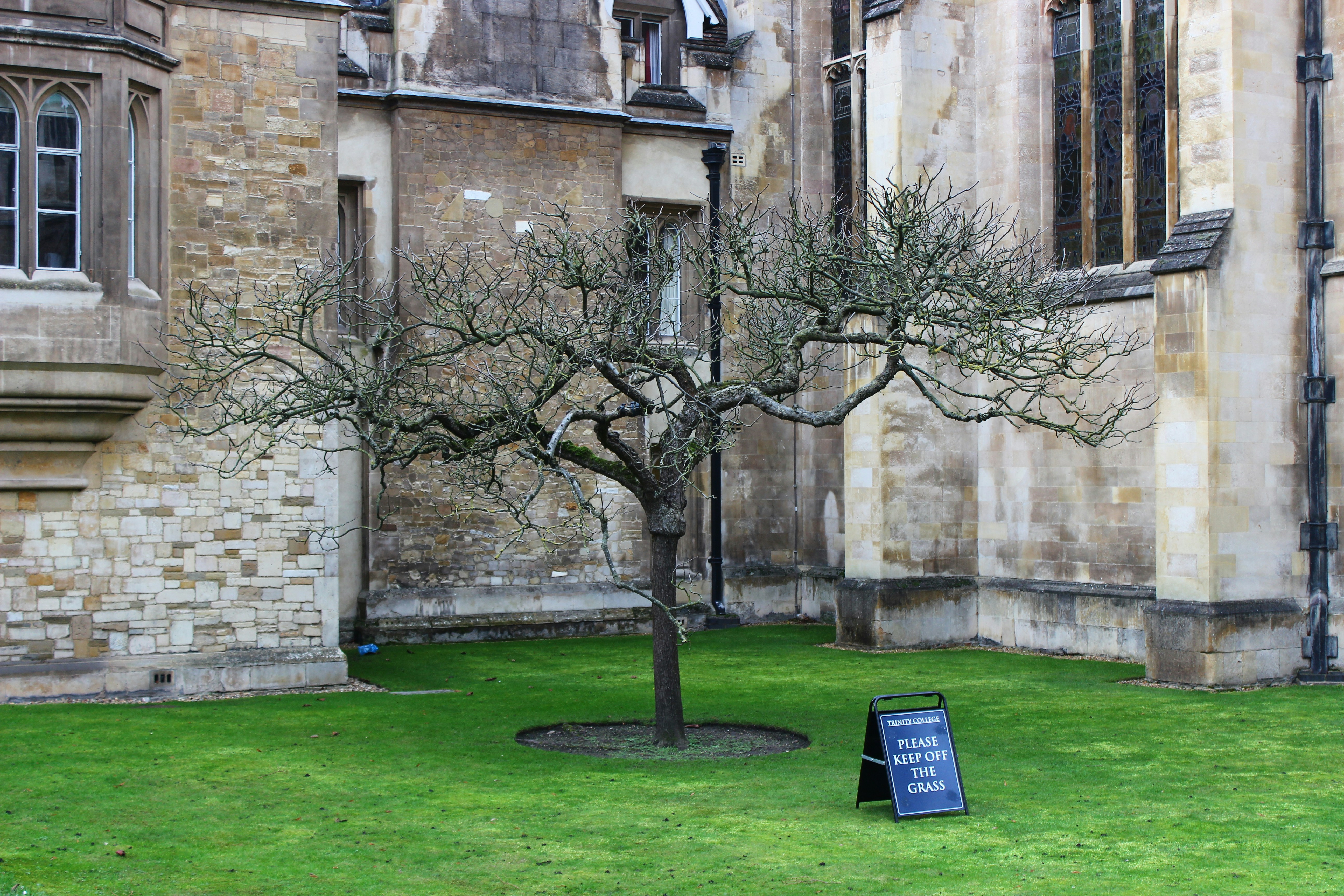grassland, tree and a concrete building