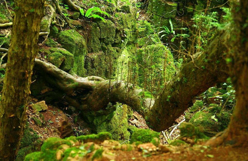 Puzzlewood-Forest-of-Dean