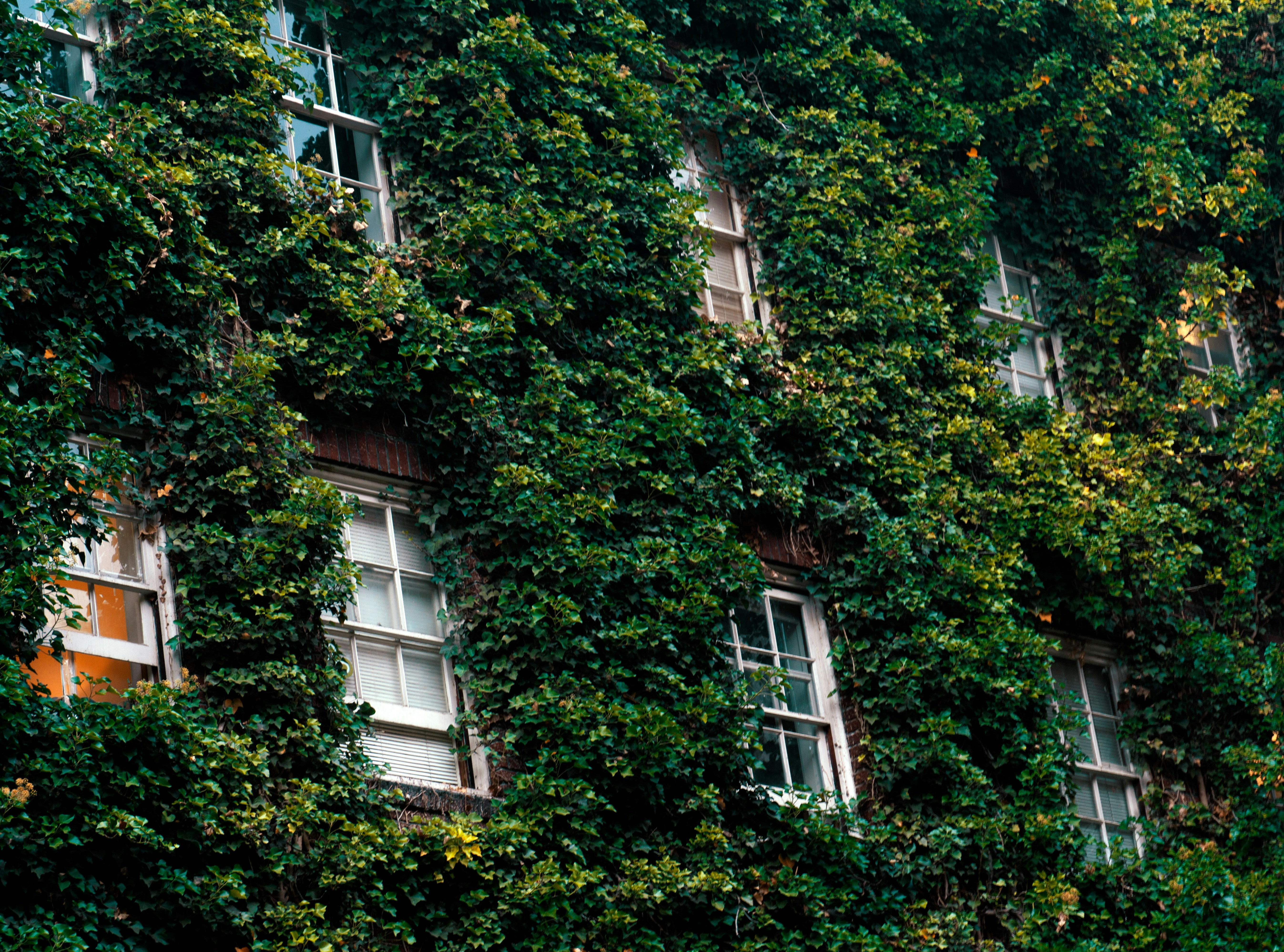 white windows and plants