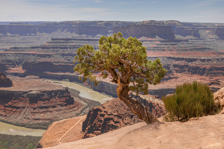 green tree on brown rock formation