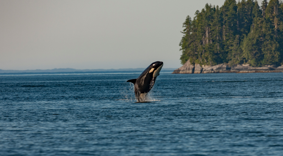 orca whale in ocean