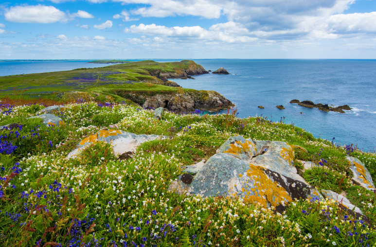 bed of white and purple flowers beside sea