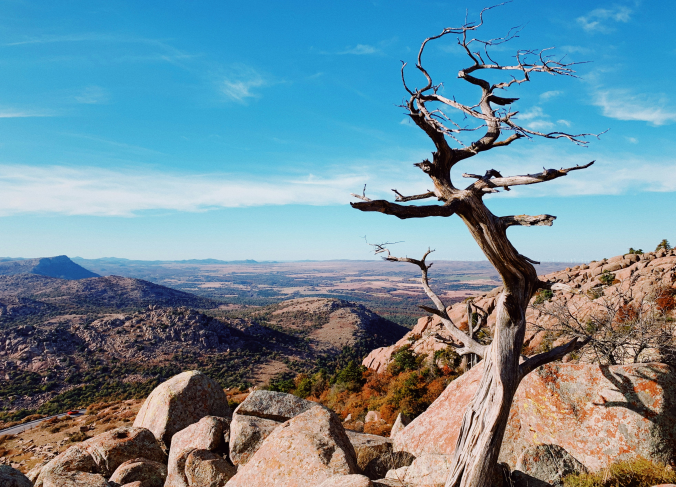 a dead tree on top of a mountain
