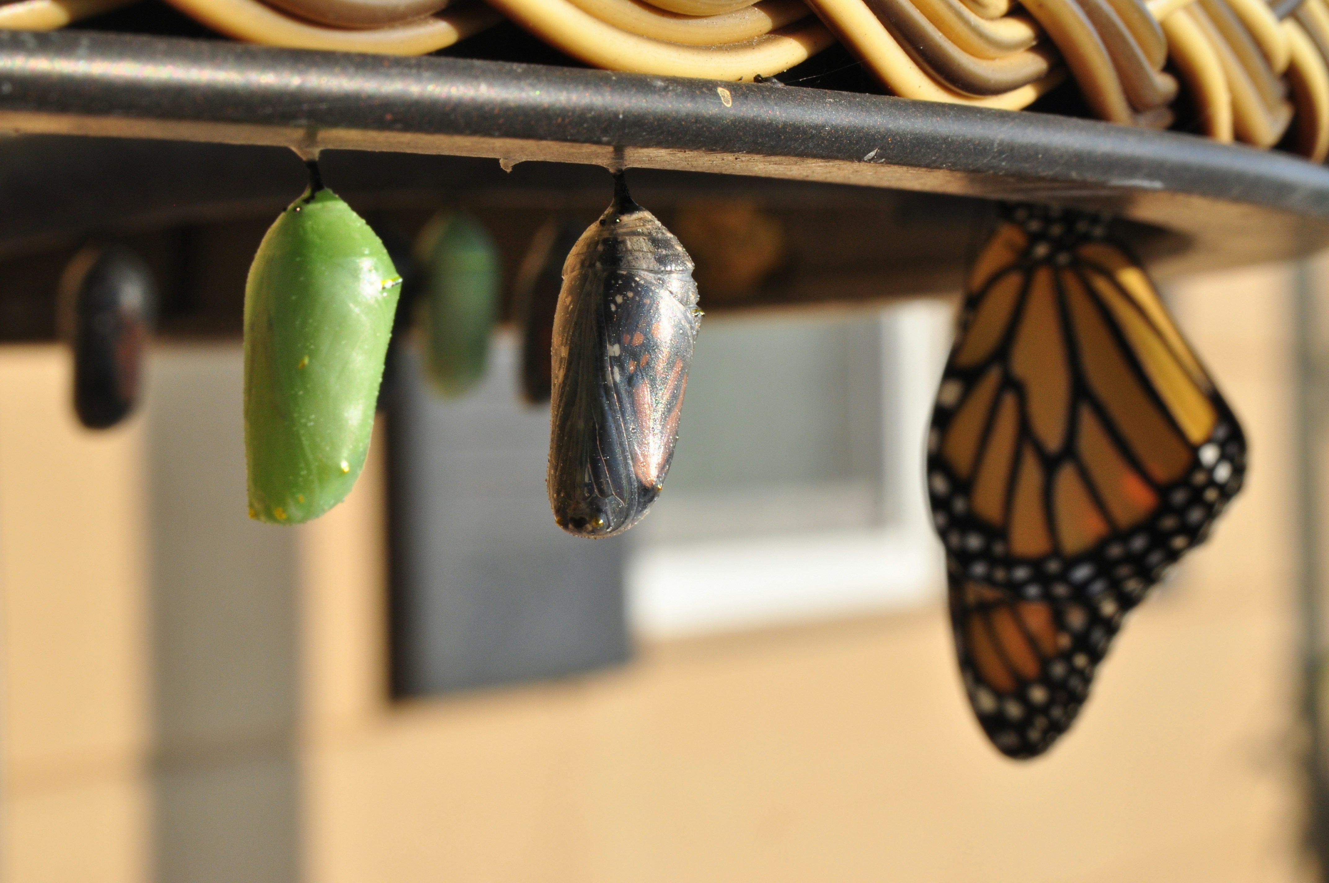 three pupas in their different life stage