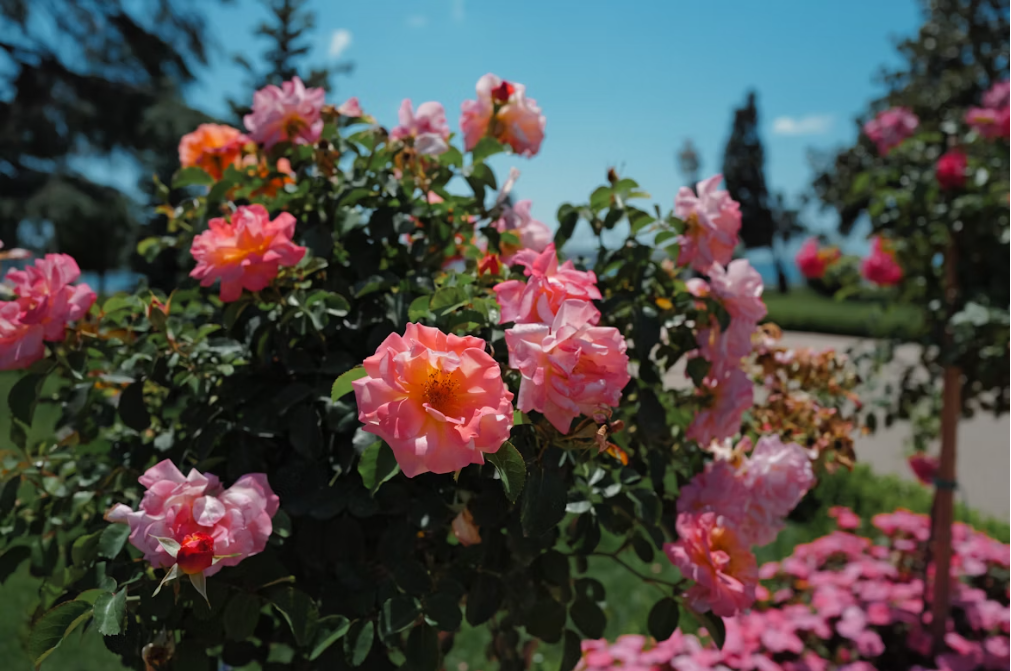 San Jose Municipal Rose Garden