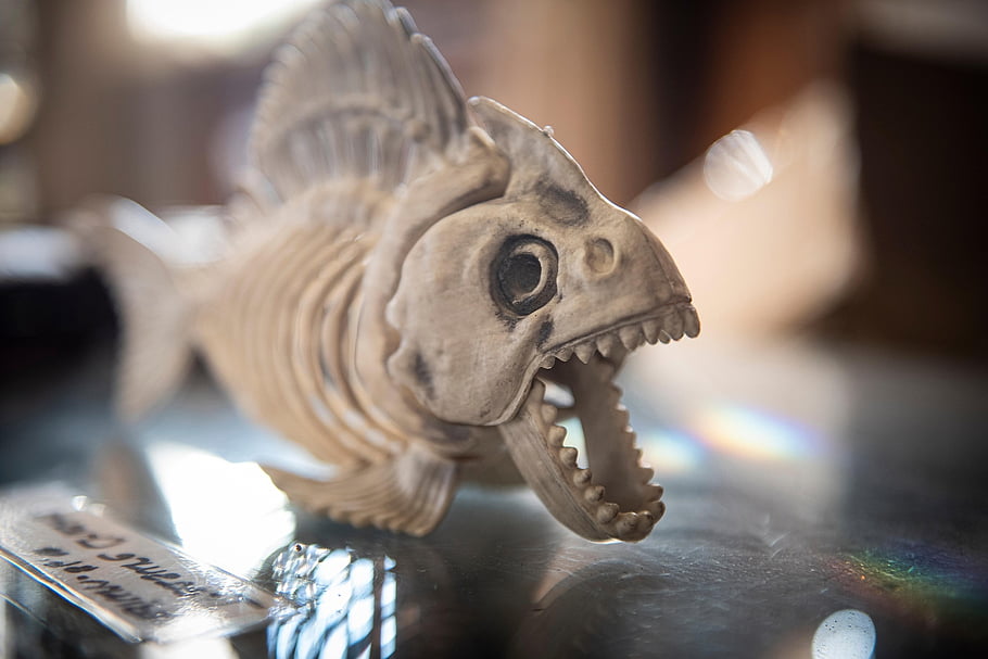 nelson-s-landing-art-fish