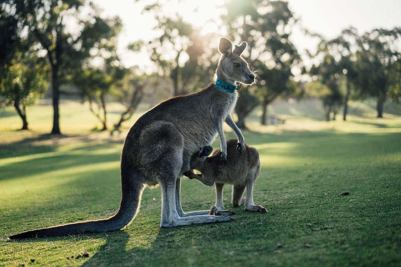 kangaroos