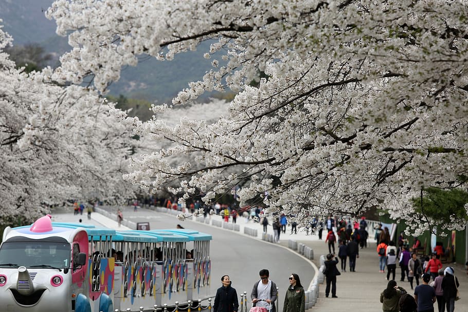 tourist,Seoul National University, spring, cherry blossom