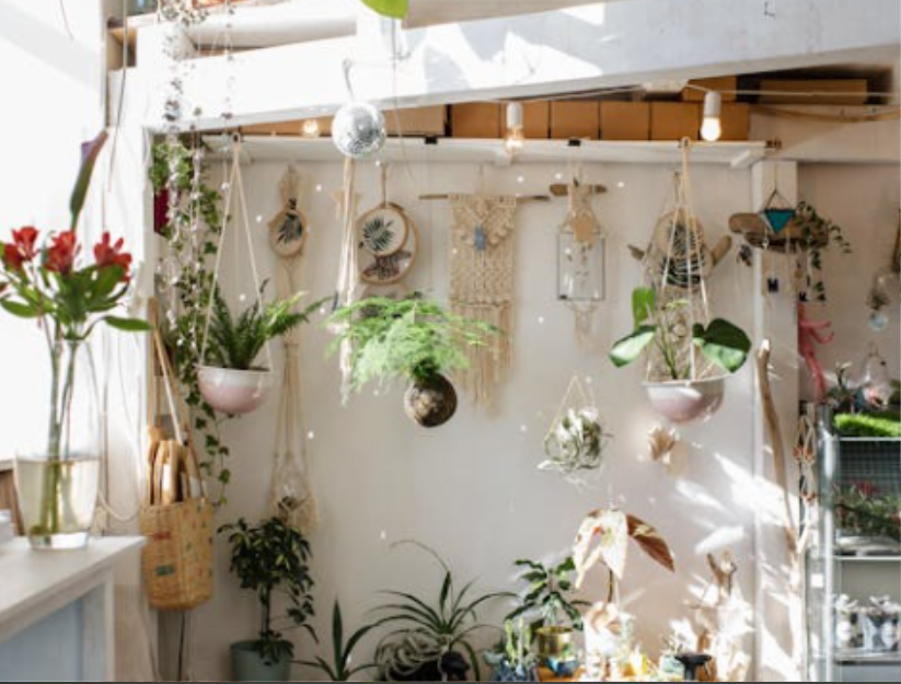 hanging plants, studio apartment layout