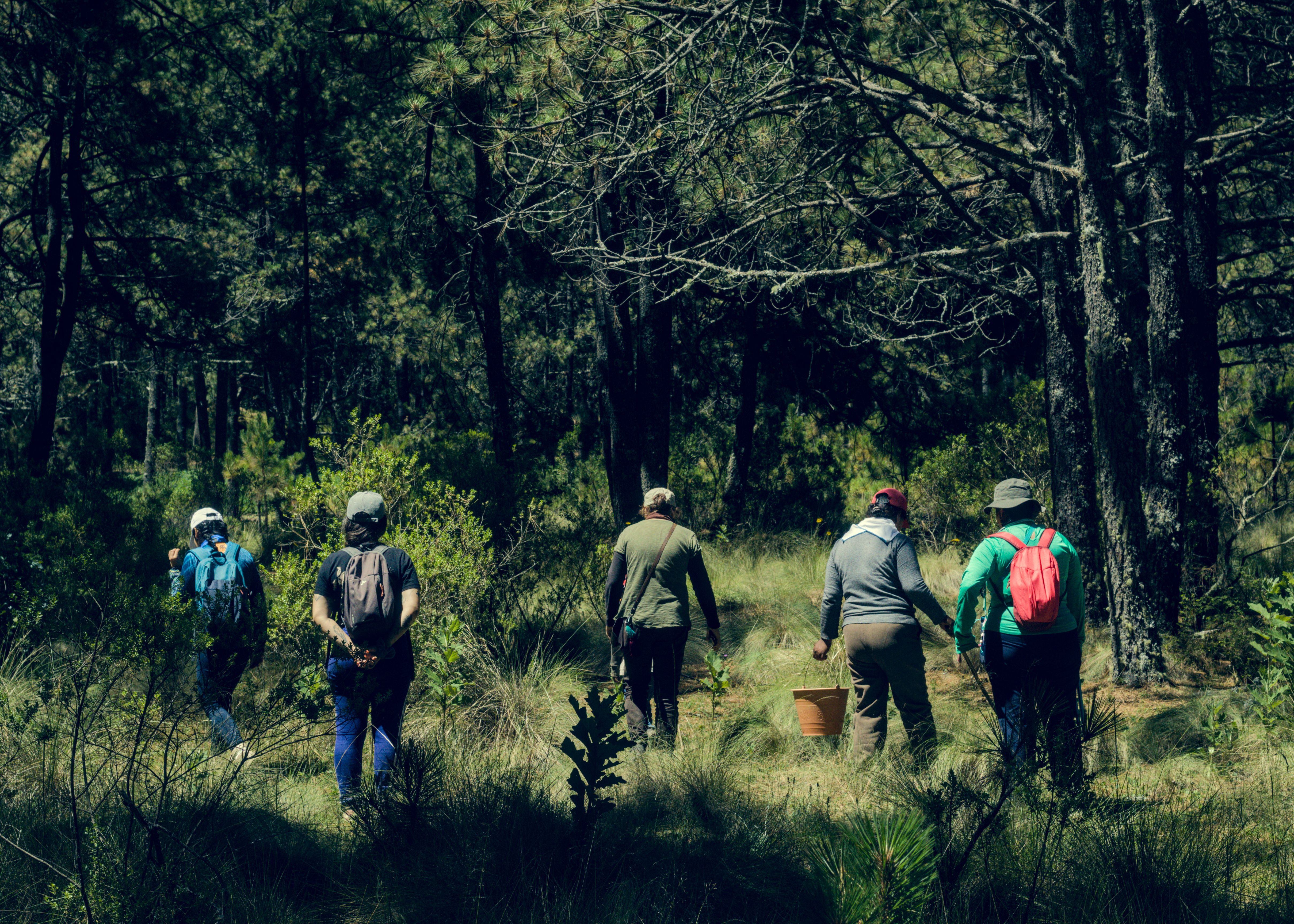 forest‑escapes‑and‑woodland‑breaks