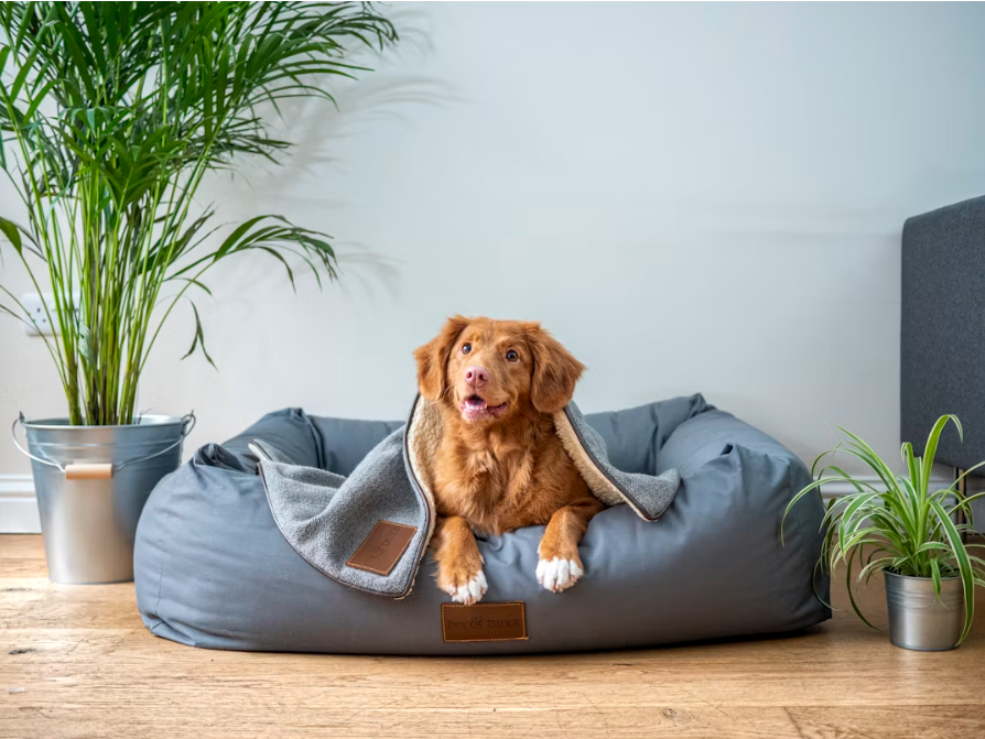 pet friendly student accommodation sheffield